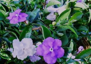 Read more about the article Cây hoa nhài Nhật: Đặc điểm, ý nghĩa, tác dụng và cách chăm sóc
