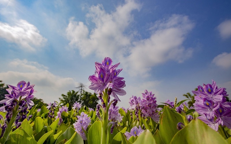 Read more about the article Ý nghĩa hoa lục bình – Nét đẹp quen thuộc của miền quê dân dã