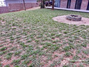 Read more about the article Cỏ lá gừng – Sự lựa chọn phù hợp dành cho sân cỏ