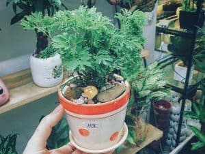 Read more about the article Có nên trồng cây đinh lăng trong nhà không? Cách chăm sóc thế nào?