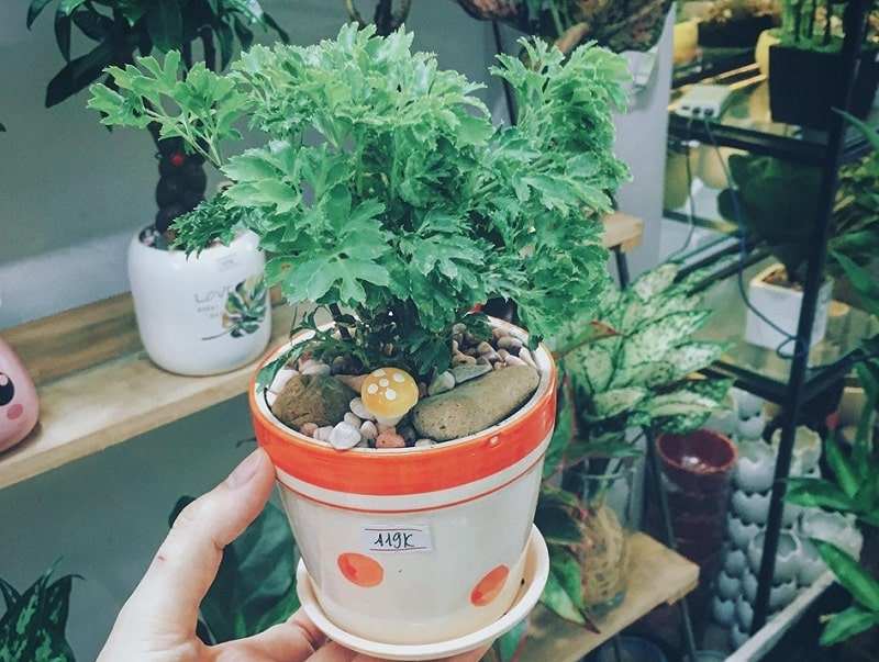 【HOT】Có nên trồng cây đinh lăng trong nhà không? Cách chăm sóc thế nào?