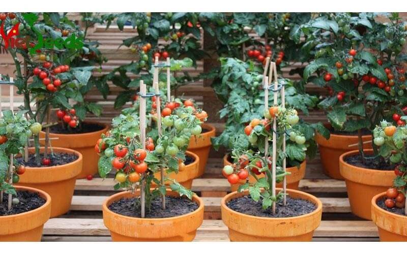Hướng dẫn trồng cà chua chậu hoặc trồng giàn
