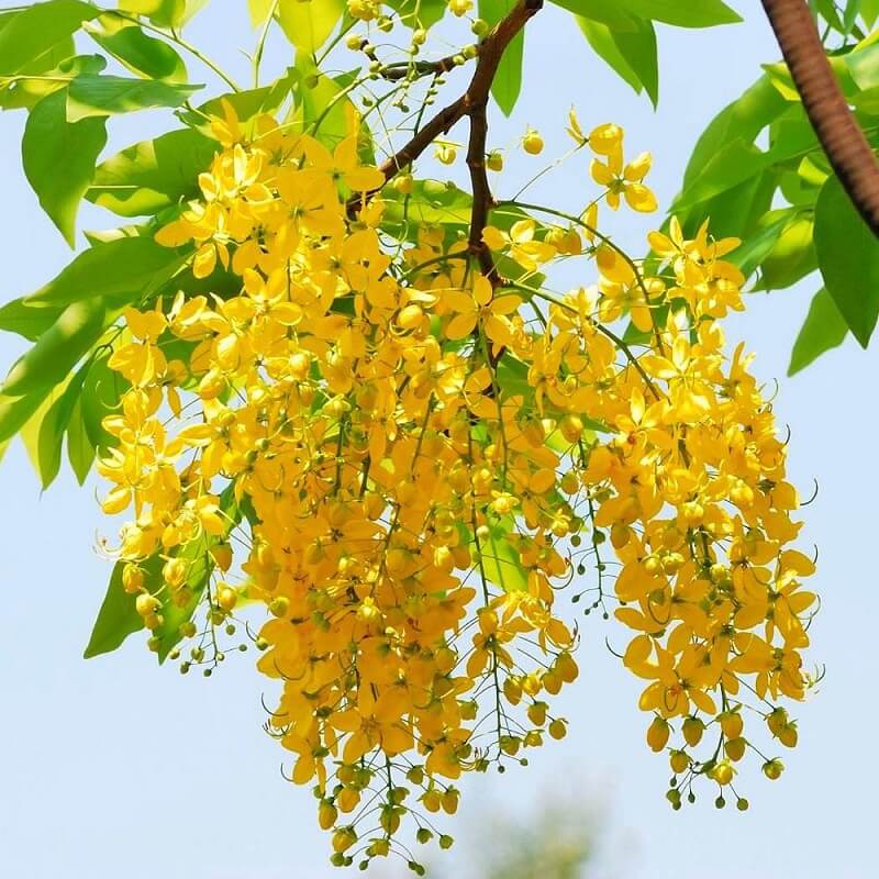Cây Osaka hoa vàng
