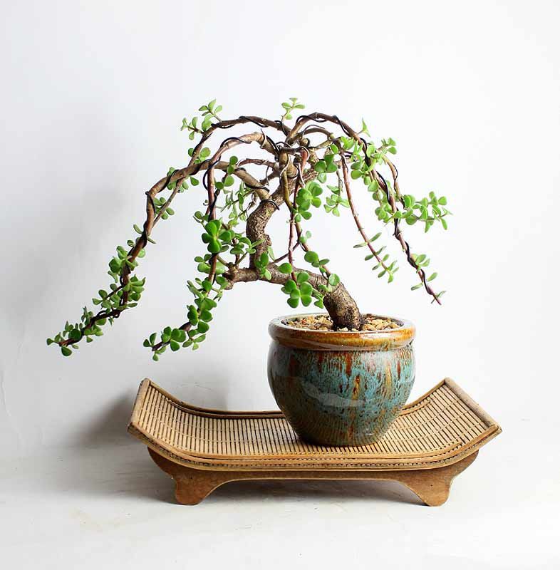 cây sen đá dola xanh có thể uốn thành bonsai 