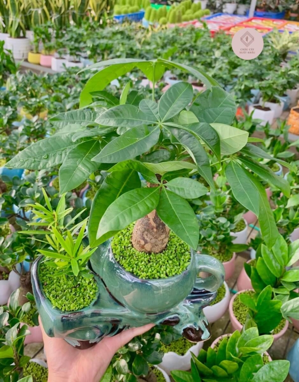 Chậu cây Kim ngân bonsai Ấm trà đôi màu xanh nền cỏ