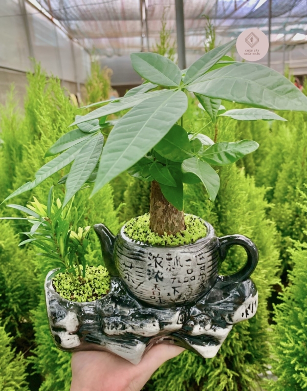 Chậu cây Kim ngân bonsai ấm trà đôi nhỏ màu đen nền cỏ