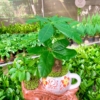 Chậu cây Kim ngân bonsai ấm trà đôi màu trắng nền cỏ