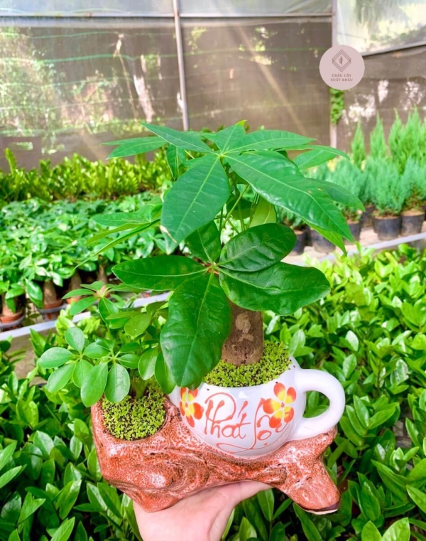 Chậu cây Kim ngân bonsai ấm trà đôi màu trắng nền cỏ