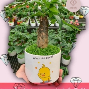 Chậu cây Kim ngân bonsai hình trụ nền cỏ
