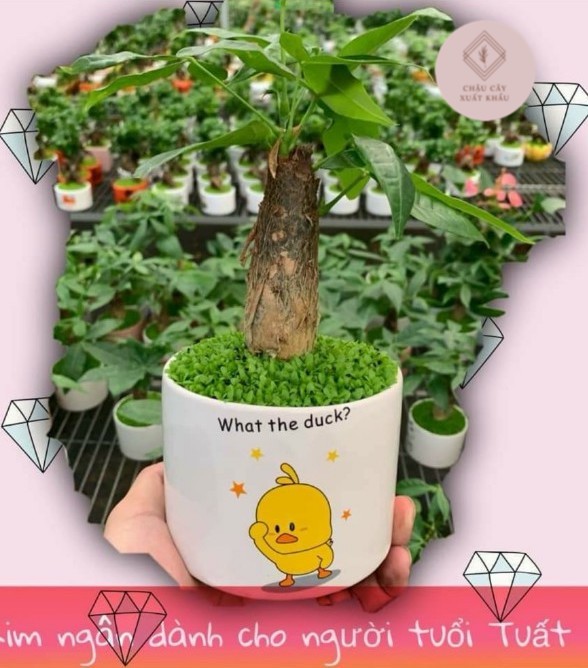 Chậu cây Kim ngân bonsai hình trụ nền cỏ