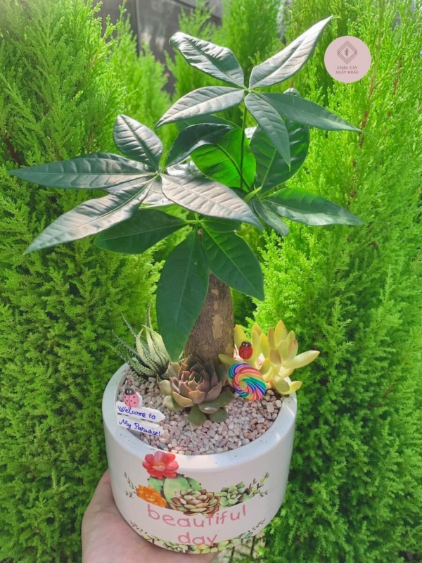 Chậu cây Kim ngân bonsai mix tiểu cảnh nền sỏi
