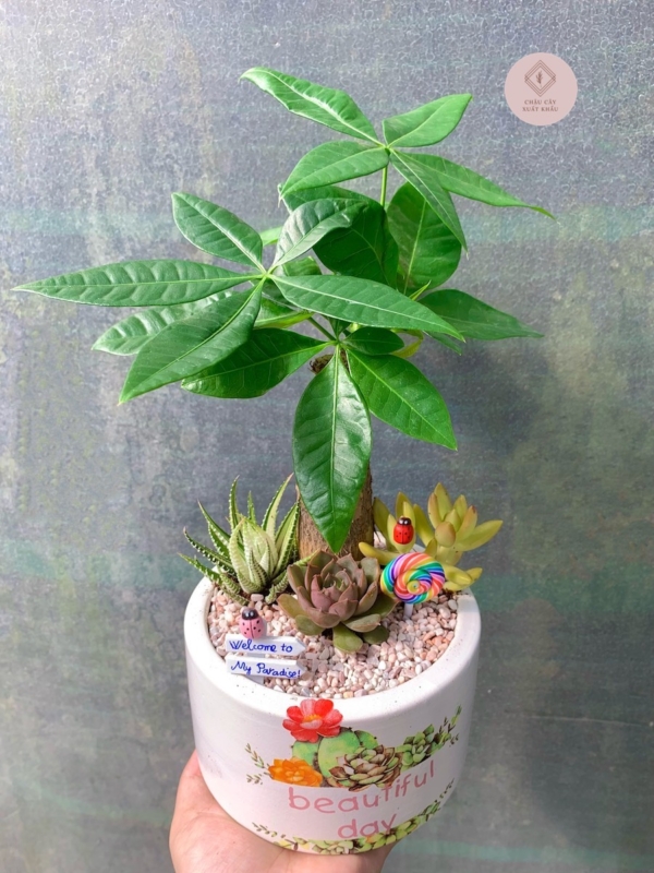 Chậu cây Kim ngân bonsai mix tiểu cảnh nền sỏi