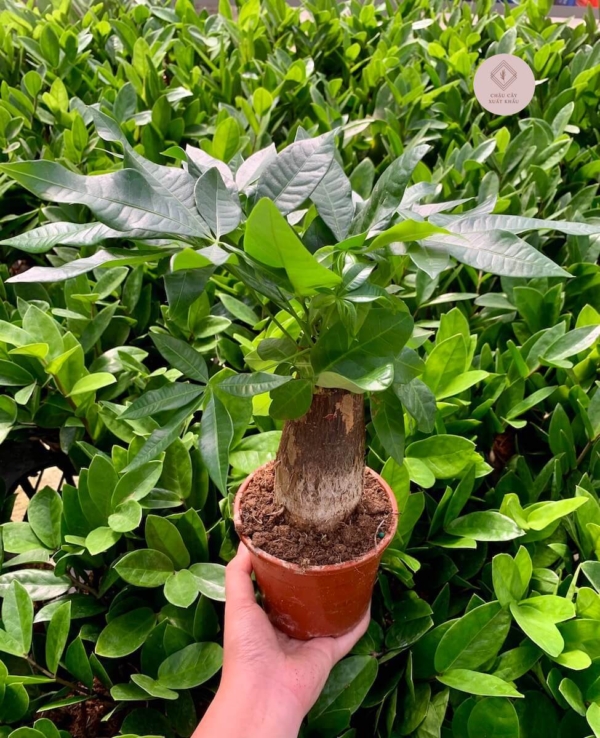 Chậu cây Kim ngân bonsai thô