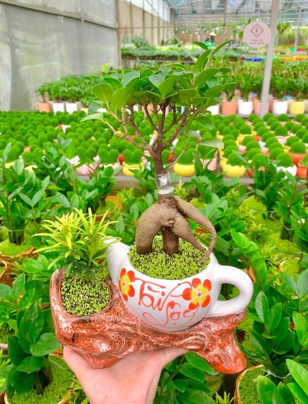 chậu cây si bonsai ấm trà đôi nền cỏ