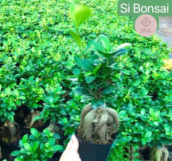 chậu cây si bonsai thô nhỏ