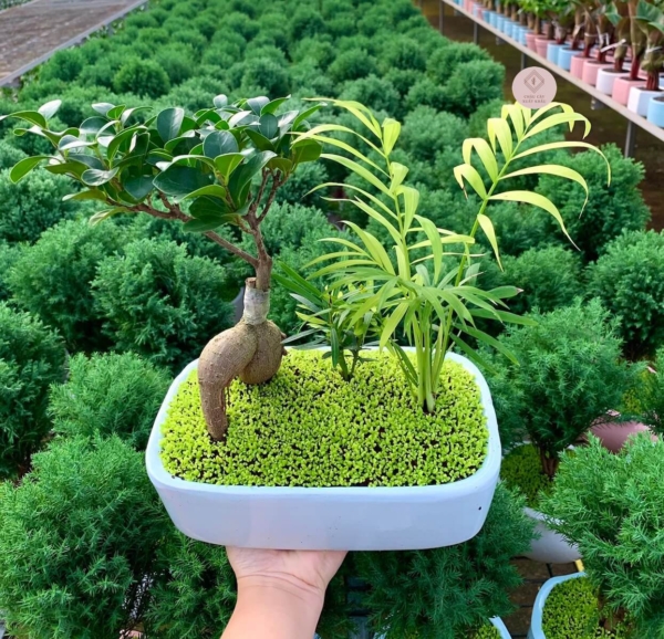 chậu cây si bonsai tiểu cảnh chữ nhật nền cỏ