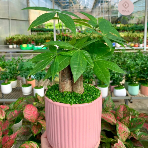 Chậu Kim ngân bonsai 3 thân kiểu trứng tăm lớn nền cỏ màu hồng