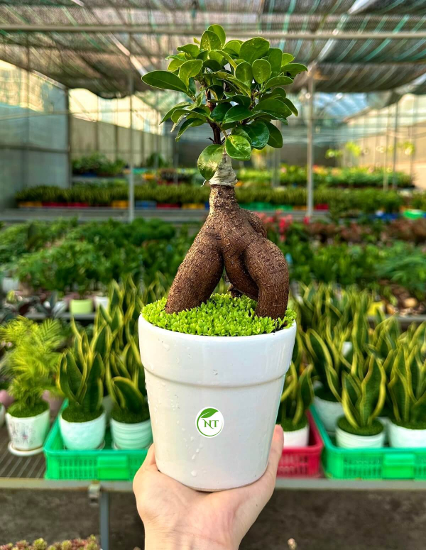 Chậu Si bonsai hình ly trơn