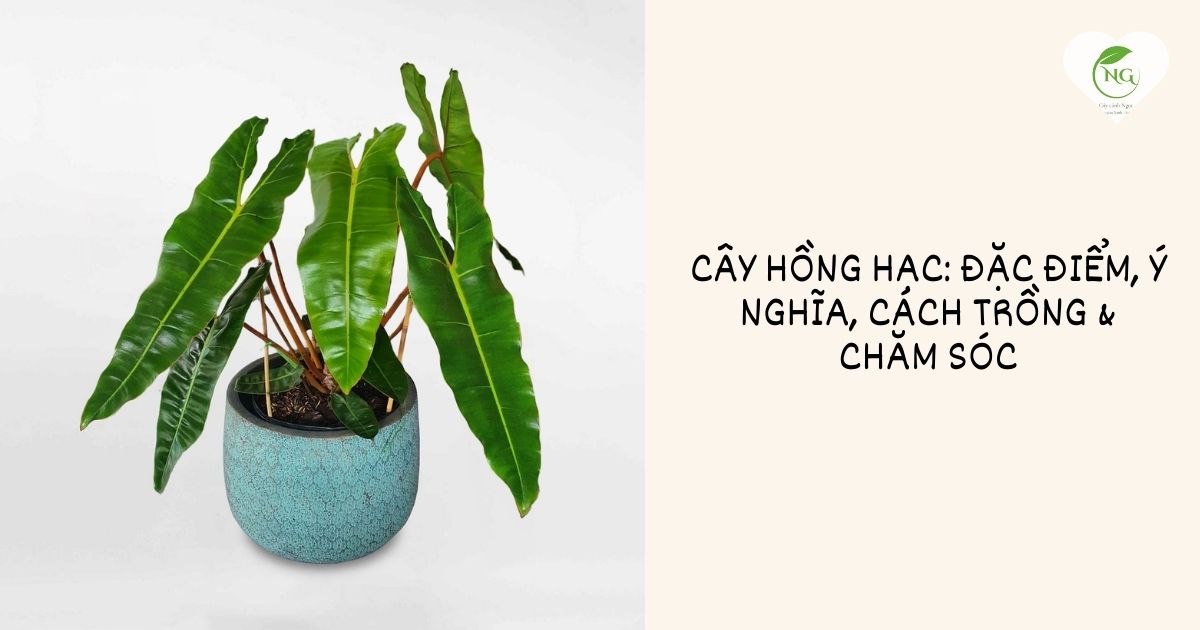 Cây Hồng Hạc: Đặc điểm, ý nghĩa, cách trồng & chăm sóc